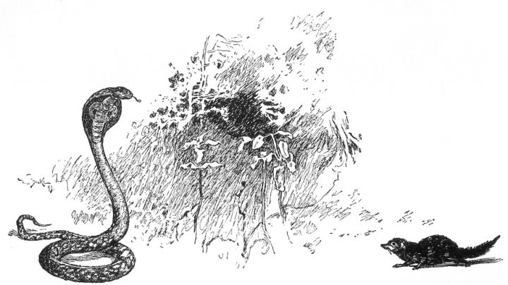 Cómo usar el PPP (Participio Pasado Pasivo) en sánscrito