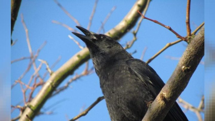 Historia del cuervo inteligente